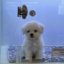 도그마루 강아지 고양이 마포용산점 이미지