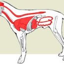 반포자이동물병원 이미지