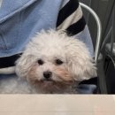 혼자두면 장판뜯어서 차린 개카페 이미지