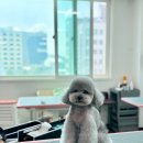 예쁜 애견 미용 이미지