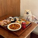 범어애견 | [수성구청역맛집/범어동맛집] 대구 수성구 분식 맛집 핑퐁스낵 범어점 대구 애견동반식당