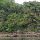 연하엽구름다리 이미지