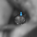 용인서현 동물병원 이미지