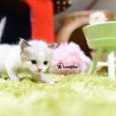 리터바이