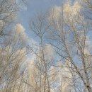 원대리 자작나무숲 이미지