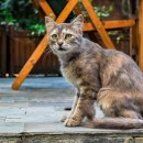 야옹아멍멍해봐(두정점) 이미지