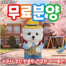 대구고양이분양 테디럽 | 대구강아지무료분양 테디럽 이야기