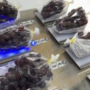 대장농원 이미지