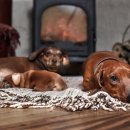 로얄도그 이미지