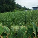 창평농장 이미지