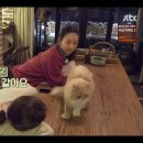 [효리네 민박] 윤아와 눈인사 잘해주는 고양이 삼식이ㅠㅠ.gif 이미지