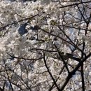 경화시장(경화우체국방면) | 진해 군항제 2026 일정 부터 무료 셔틀 버스 노선 까지 벚꽃 축제 완벽 정리