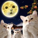 재오개캠핑장 이미지