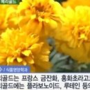 마리골드