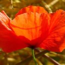 국보농장 이미지