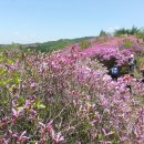 제686차 (05월 05일 ) 첫째주 전라 북도 남원시 지리산 바래봉(1165m)철쭉 이미지