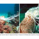 해삼