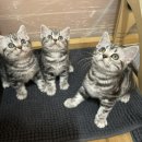 라마지샤 이미지