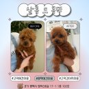 평택 애견미용 살롱 드 쭈 | 평택 고덕 애견미용 살롱드몽뚜 첫 미용 후기 프리미엄 애견미용 대만족