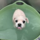 멍멍하개 이미지