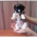 참조은 동물병원 이미지