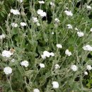 우단동자꽃 `알바` 아그로스템마 &#39;흰우단동자&#39;. Silene coronaria &#39;Alba&#39; Lychnis cor 이미지