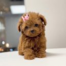 큐티댕냥 하남 본점 강아지 고양이 분양 이미지