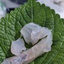 전라도세꼬시 이미지