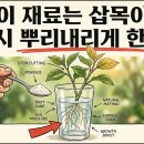 식물 삽목을 용이하게 하는 비법 3가지 : 꿀, 알로에젤, 버들즙 이미지