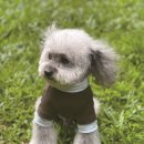 THE POOCH(푸치) 이미지
