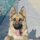 컨트리애견 이미지