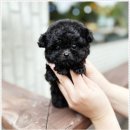 강아지분양 애견입양 아이러브독 수원점 말티푸미니비숑포메 이미지