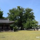 홍산객사 은행나무 이미지