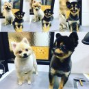 미사마이펫 이미지