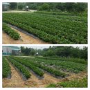 연일농장 이미지