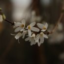 미선나무 꽃 이미지