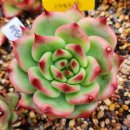 아도라블 이미지