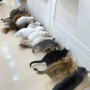 구미 고양이카페 분양 제이캣 이미지