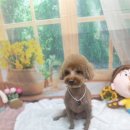 호이펫샵 이미지