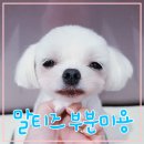이쁘개 아름답개 이미지