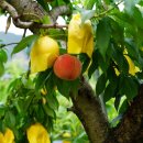 앞섬농장 이미지