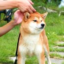 사치 이미지