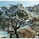 소나무숲속의하얀집 이미지