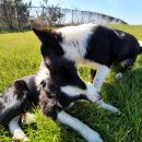 약산흑염소사랑 이미지