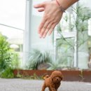 퍼피플랜 이미지