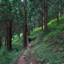 편백나무숲 이미지