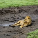 세렝게티 이미지