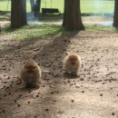 Pom생Pom사 이미지