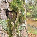 Tree Heart / 나무에 대하여 이미지