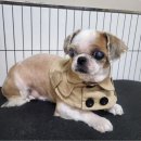 마이핫독 이미지